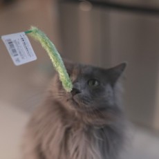 캐티맨 강아지풀 대 (50cm) 1P