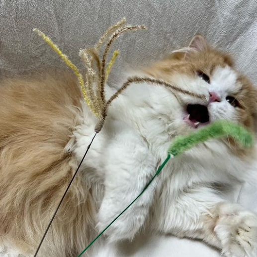 캐티맨 억새풀 대 (50cm) 1P